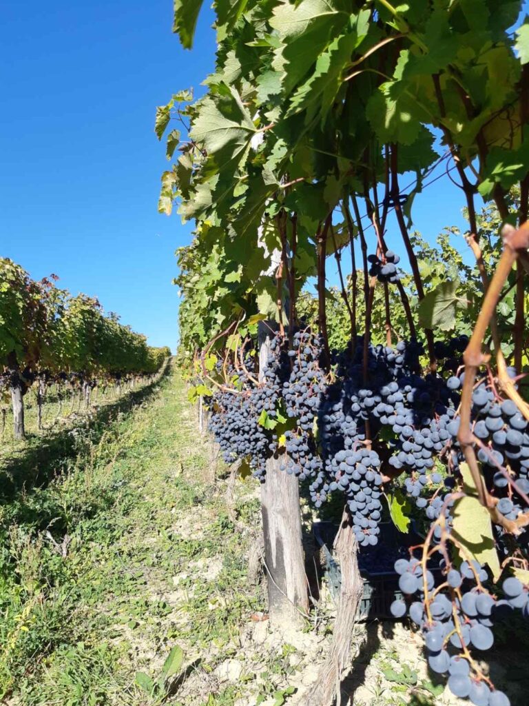 INSTRUIREA PERSONALULUI I.P. „LCTBANPC” cu privire la cerințele față de calitatea strugurilor destinați producerii vinurilor